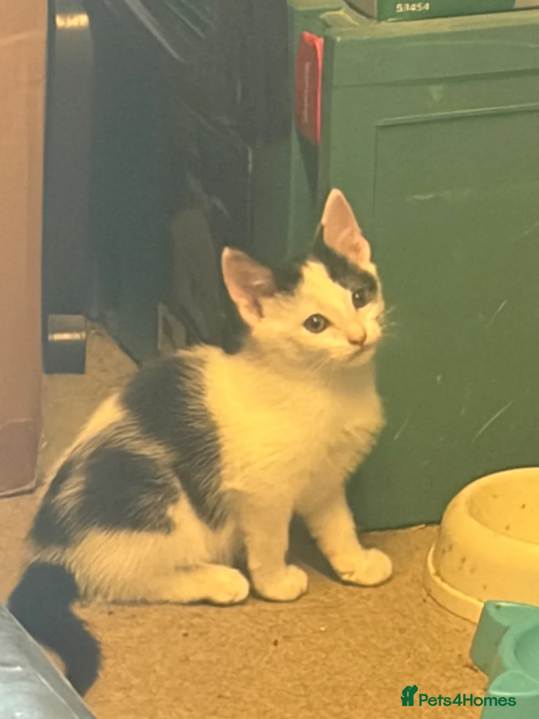 Mixed Breed cats for sale: Gorgeous Friendly Kittens – Ready for New Home! in Eastbourne - Advert 2
