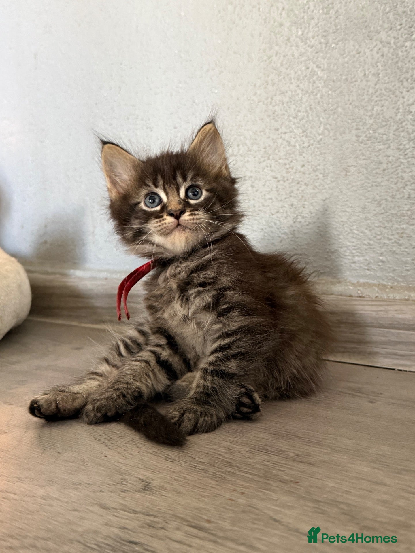 Maine Coon cats Maine Coon Kittens  - Advert 1