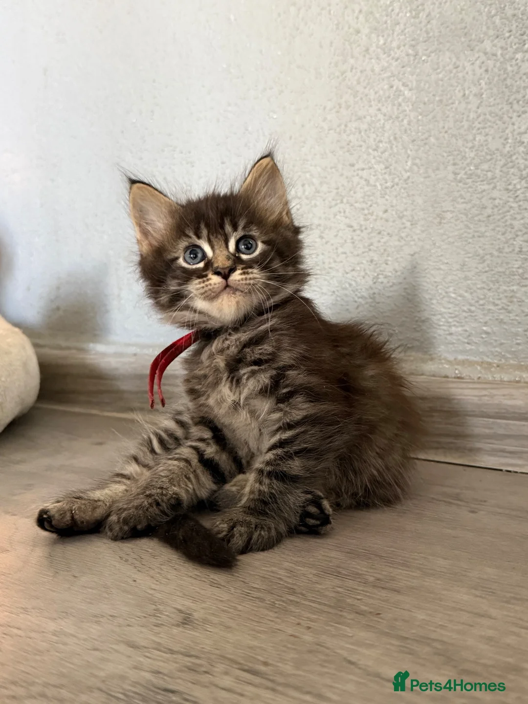 Maine Coon cats for sale: Maine Coon Kittens  - Advert 1