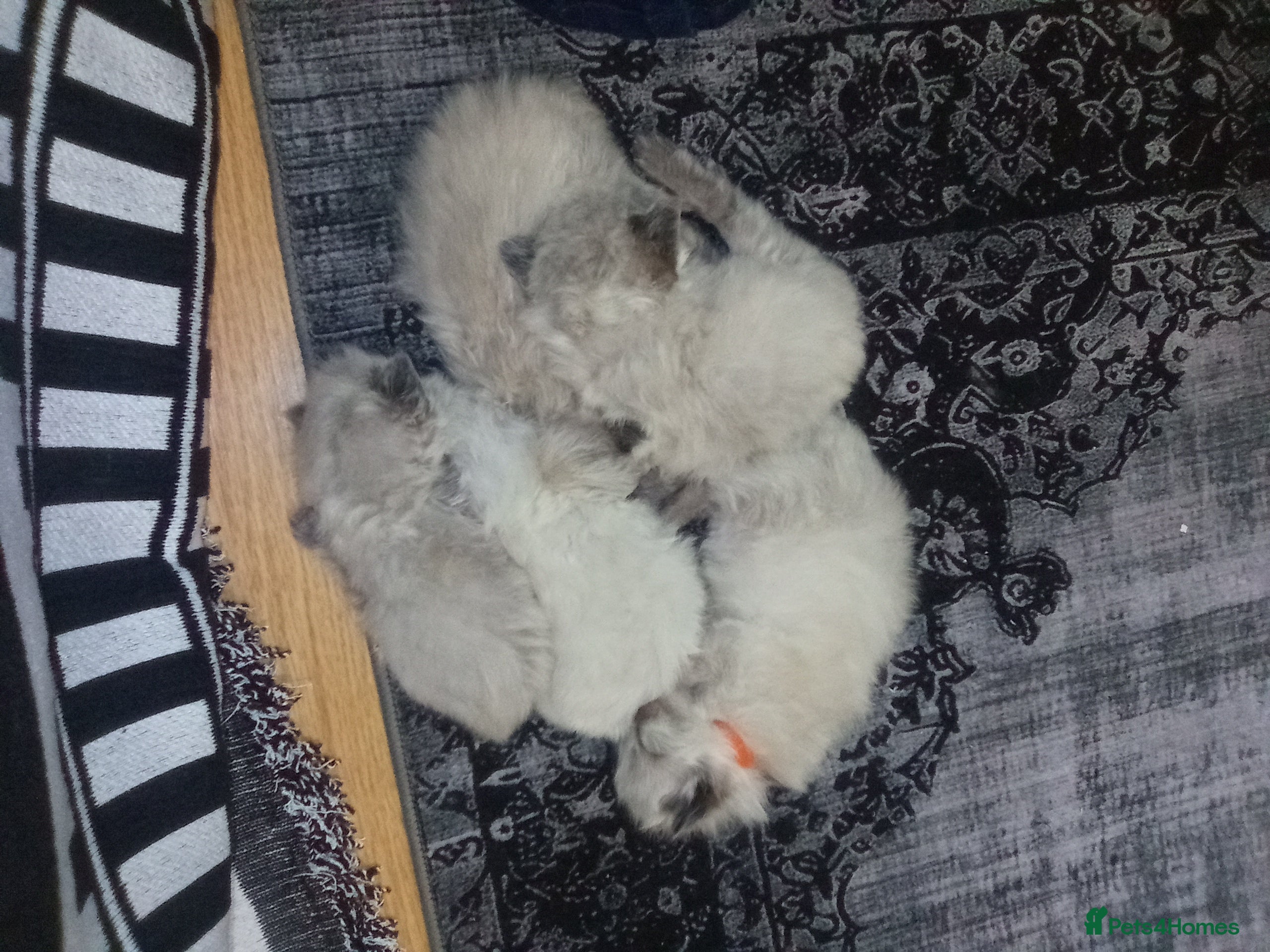 Ragdoll cats Pure Ragdoll kittens Stoke on Trent  - Advert 16