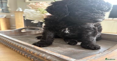 Australian Labradoodle dogs - Advert 7