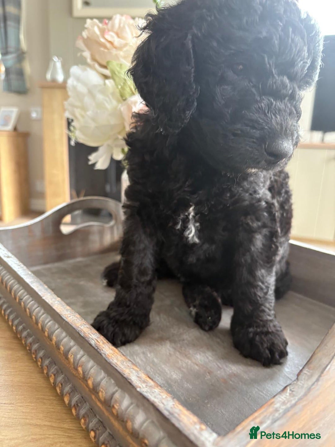Australian Labradoodle dogs for sale: Australian Labradoodle - Image 4
