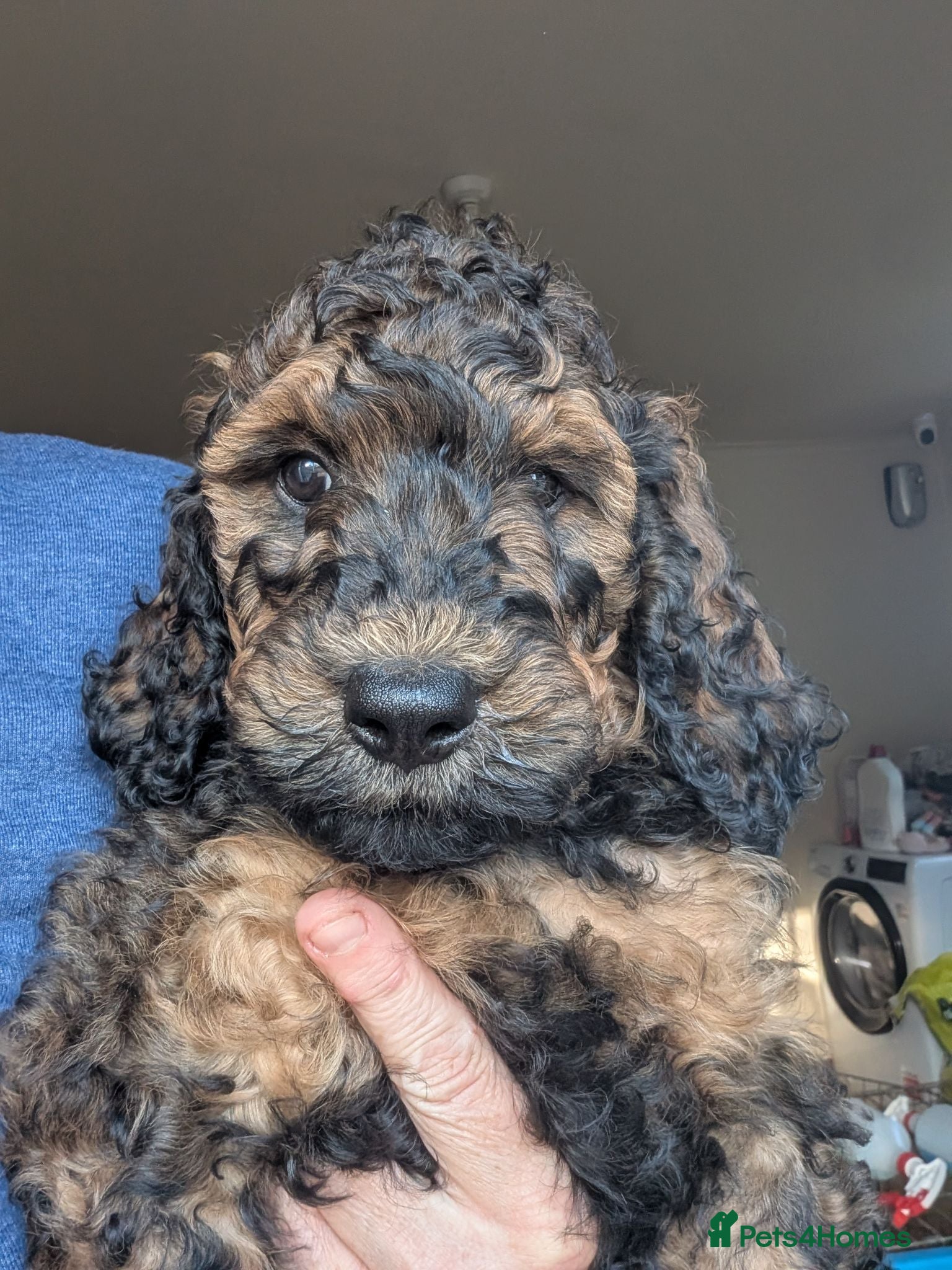 Mixed Breed dogs Rottweiler / Rottidoodle puppies - Advert 1