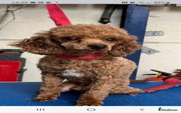 Schnoodle dogs for sale: BUBBLY BUNDLES OF FUR FUN - Image 5