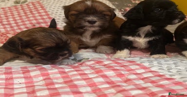 Lhasa Apso dogs - Advert 1