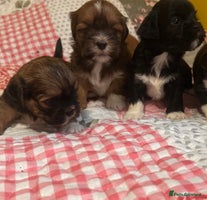 Lhasa Apso dogs - Advert 1