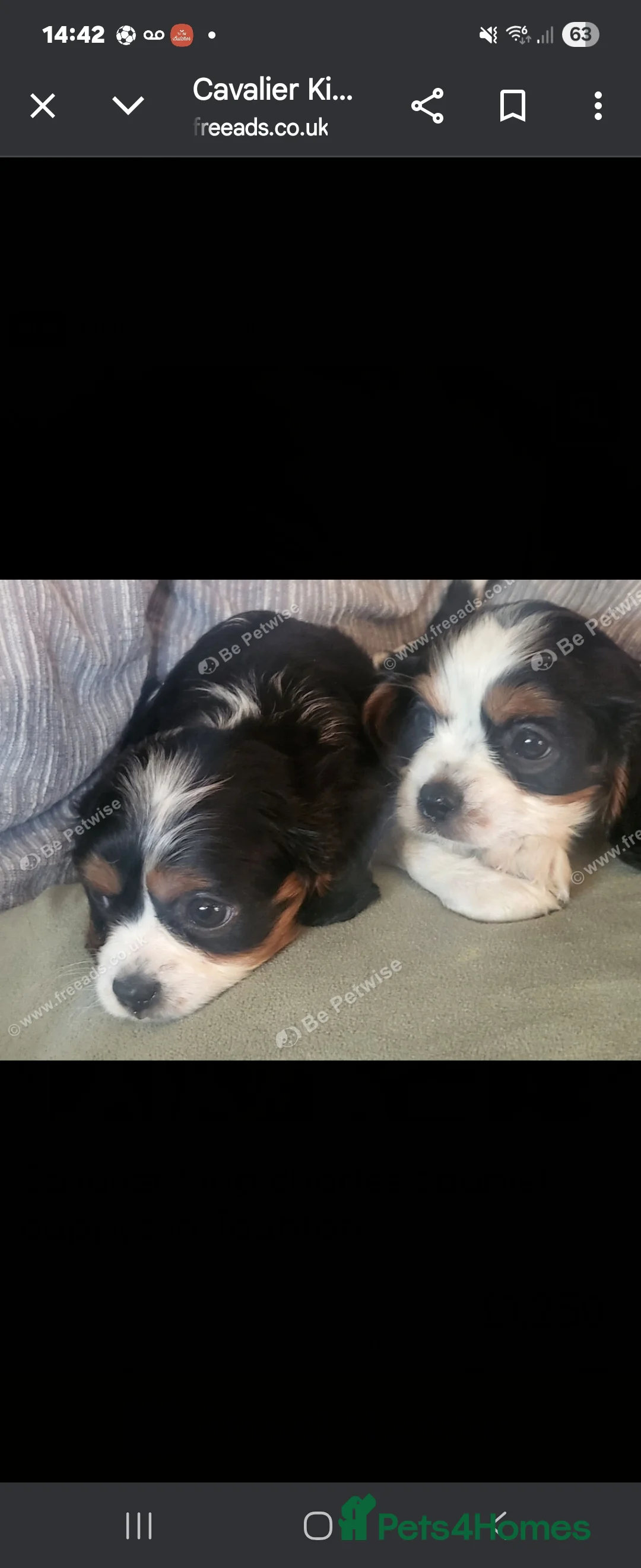 Cavalier King Charles Spaniel dogs for sale: Cavalier king charles spaniel puppys  - Advert 5