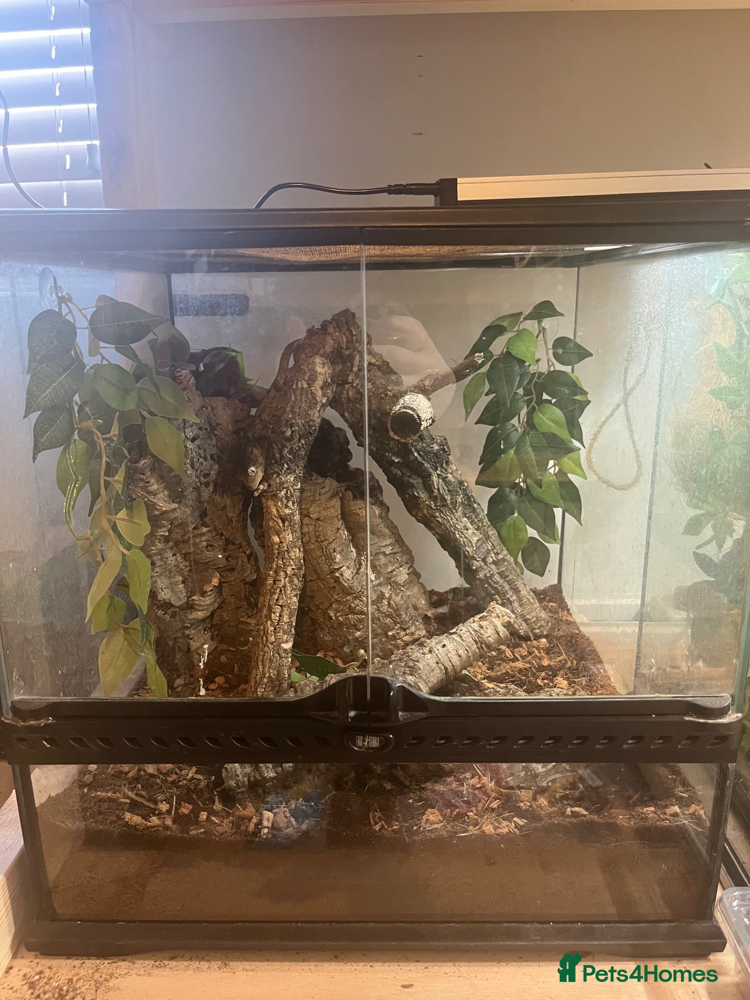 Gecko reptiles 2x chahoua mossy geckos  - Advert 2