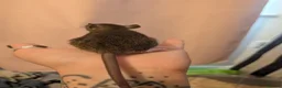 Rat rodents for sale: 2x female halfie rats. 6 weeks old - Advert 3
