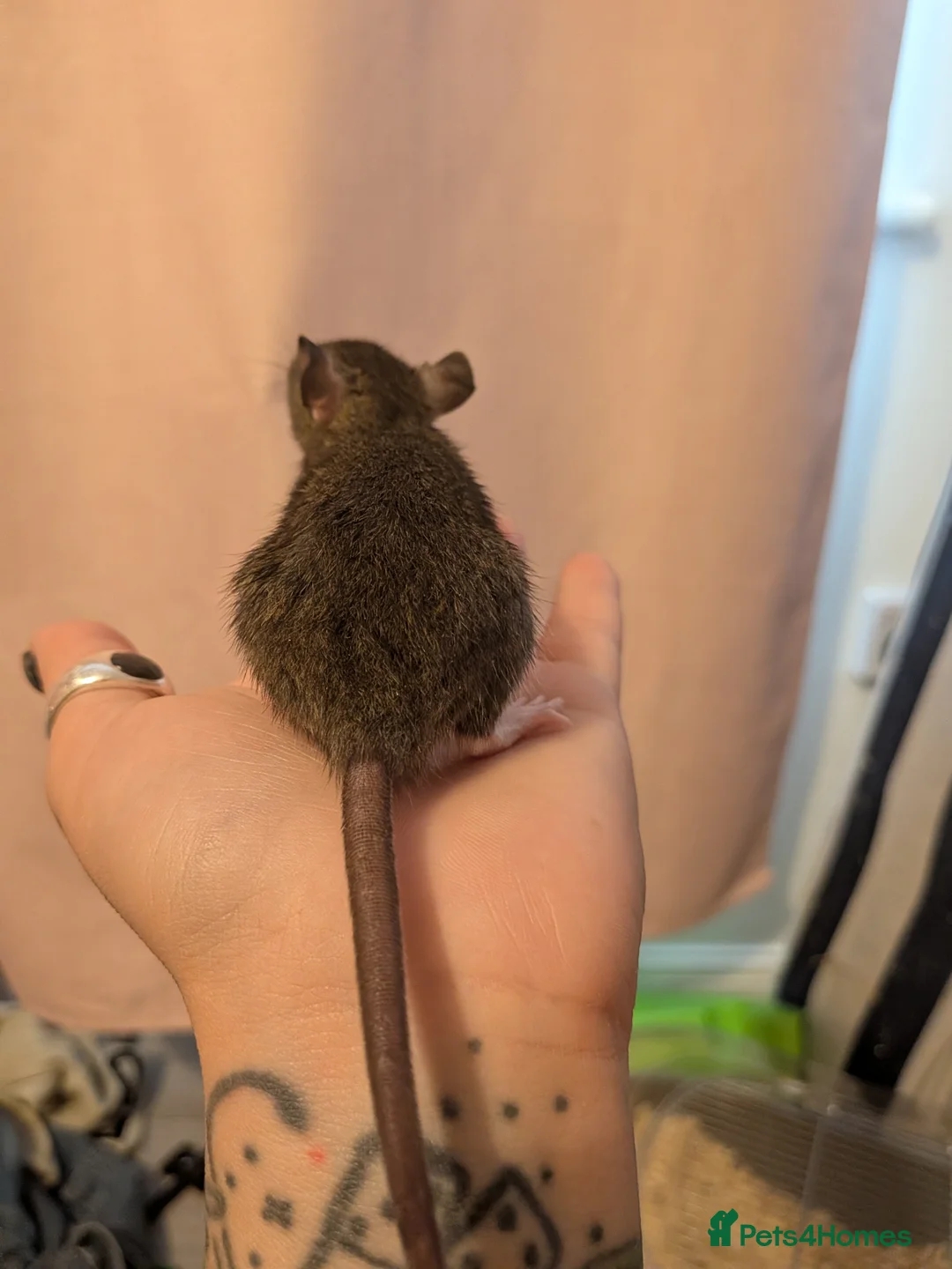 Rat rodents for sale: 2x female halfie rats. 6 weeks old - Advert 3