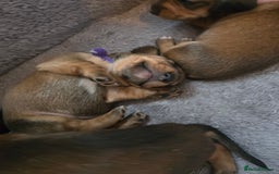 Miniature Dachshund dogs for sale: Miniature Dachshunds Seeking Forever Homes - Image 27