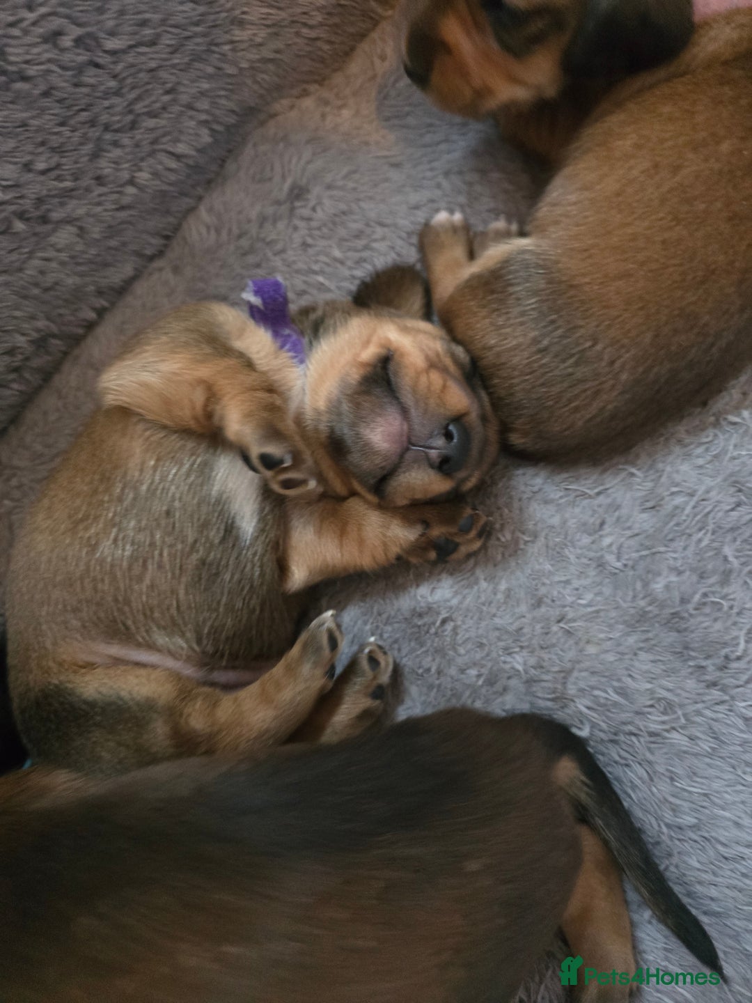 Miniature Dachshund dogs for sale: Miniature Dachshunds Seeking Forever Homes - Image 27