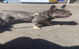 French Bulldog dogs for sale: Kc Male French bulldog  - Image 3