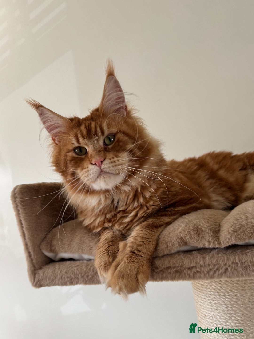 Maine Coon cats for stud: Proven Red tabby Maine coon stud - Advert 4