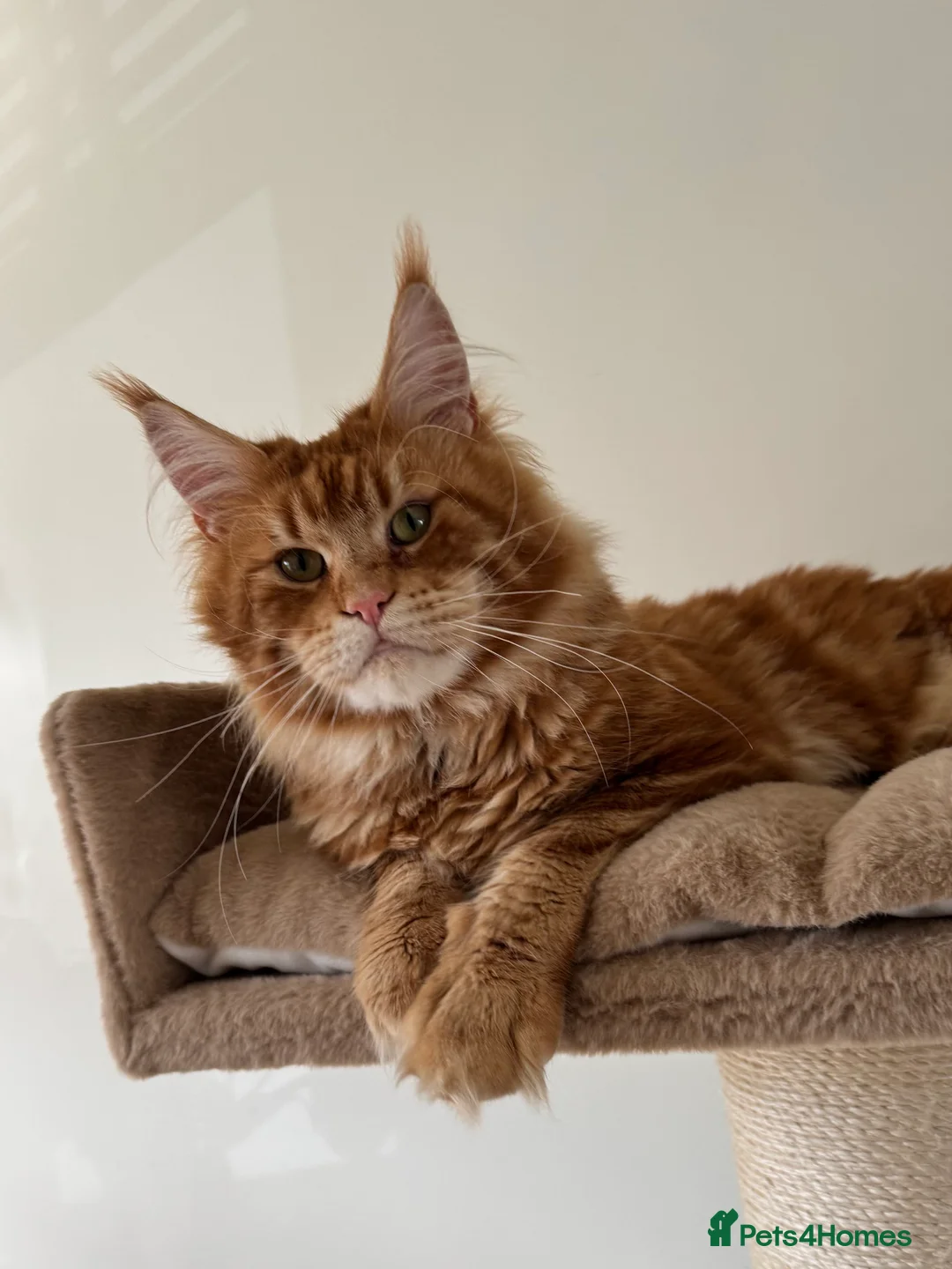 Maine Coon cats for stud: Proven Red tabby Maine coon stud - Advert 4