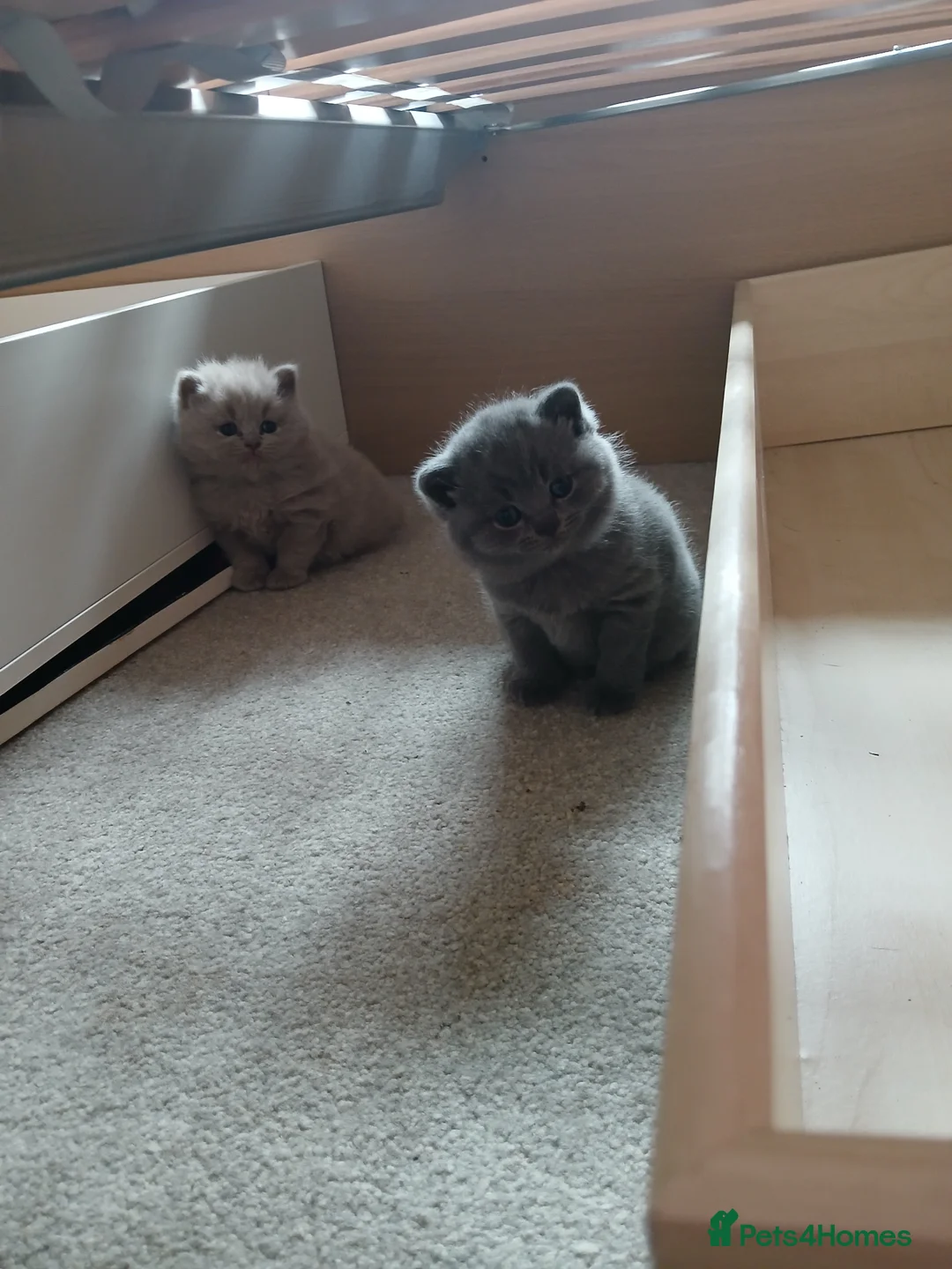 British Shorthair cats for sale: British shorthair kittens  - Advert 1