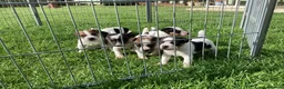 Parson Russell dogs for sale: Beautiful Parsons Jack Russell Terrier Puppies - Advert 7