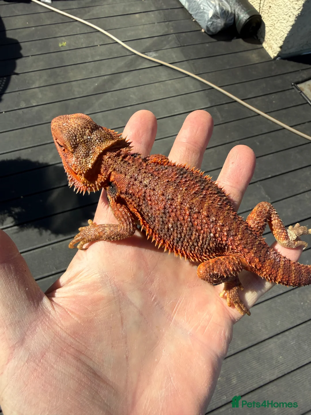 Bearded Dragon reptiles for sale: Bearded dragon juvenile female  - Advert 1