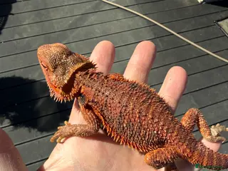 Bearded Dragon reptiles for sale: Bearded dragon juvenile female - Advert 1