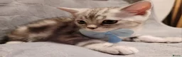 British Shorthair cats for sale: Beautiful kittens – 2 Boys & 2 Girls Ready Now  - Advert 22