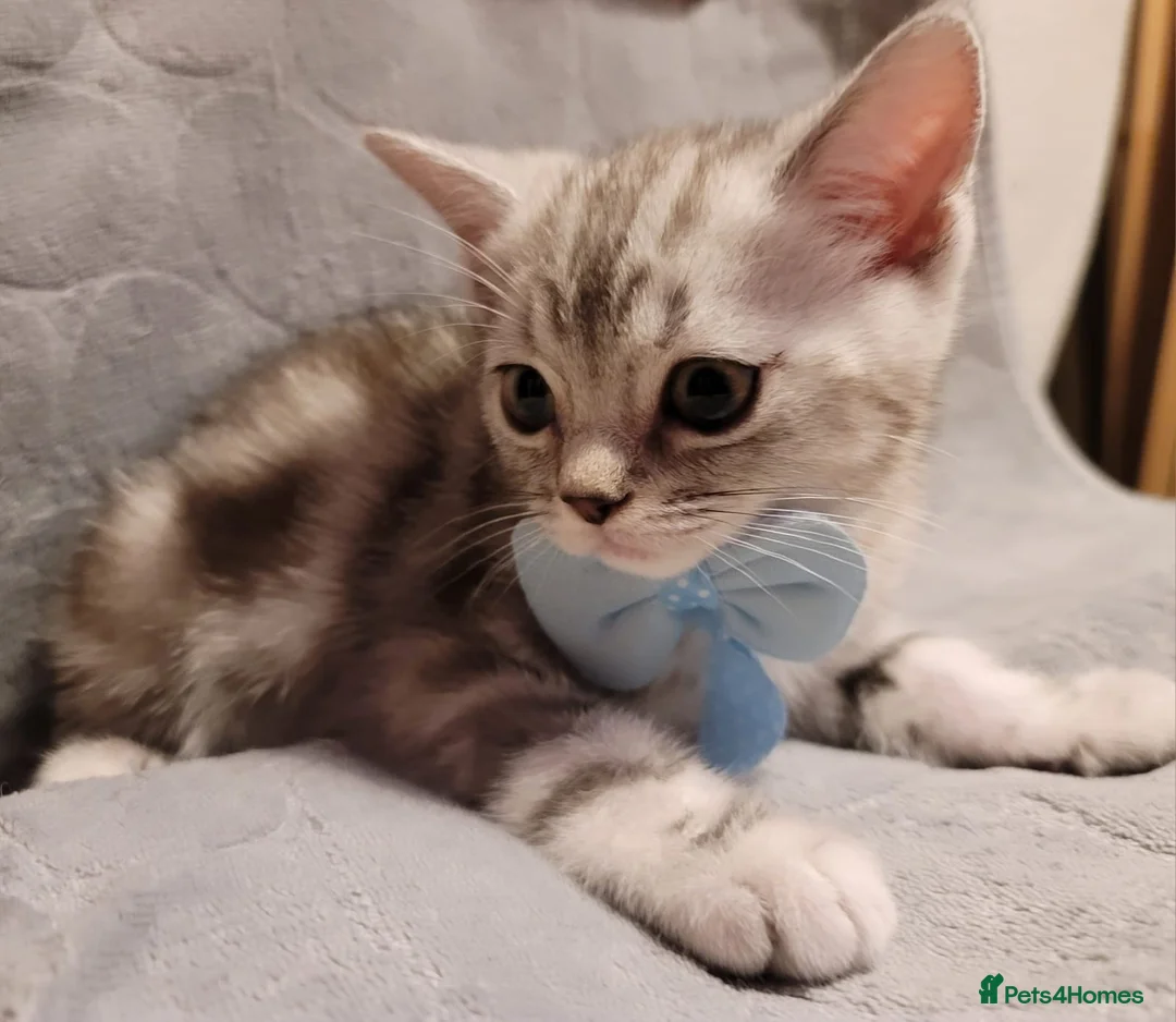 British Shorthair cats for sale: Beautiful kittens – 2 Boys & 2 Girls Ready Now  - Advert 22