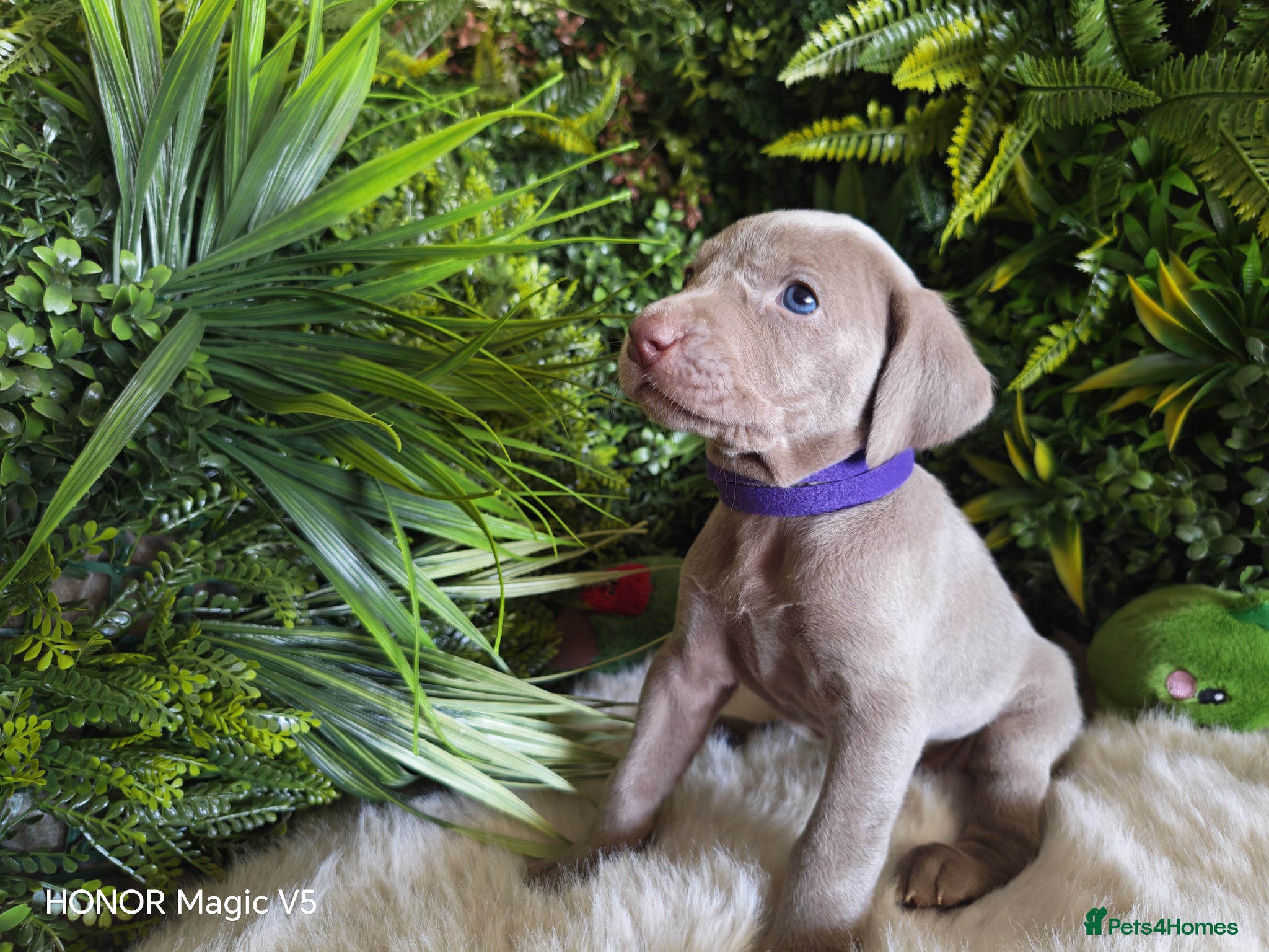 Weimaraner dogs ✨KC Weimaraner litter  from Champion Bloodlines ✨ - Advert 2
