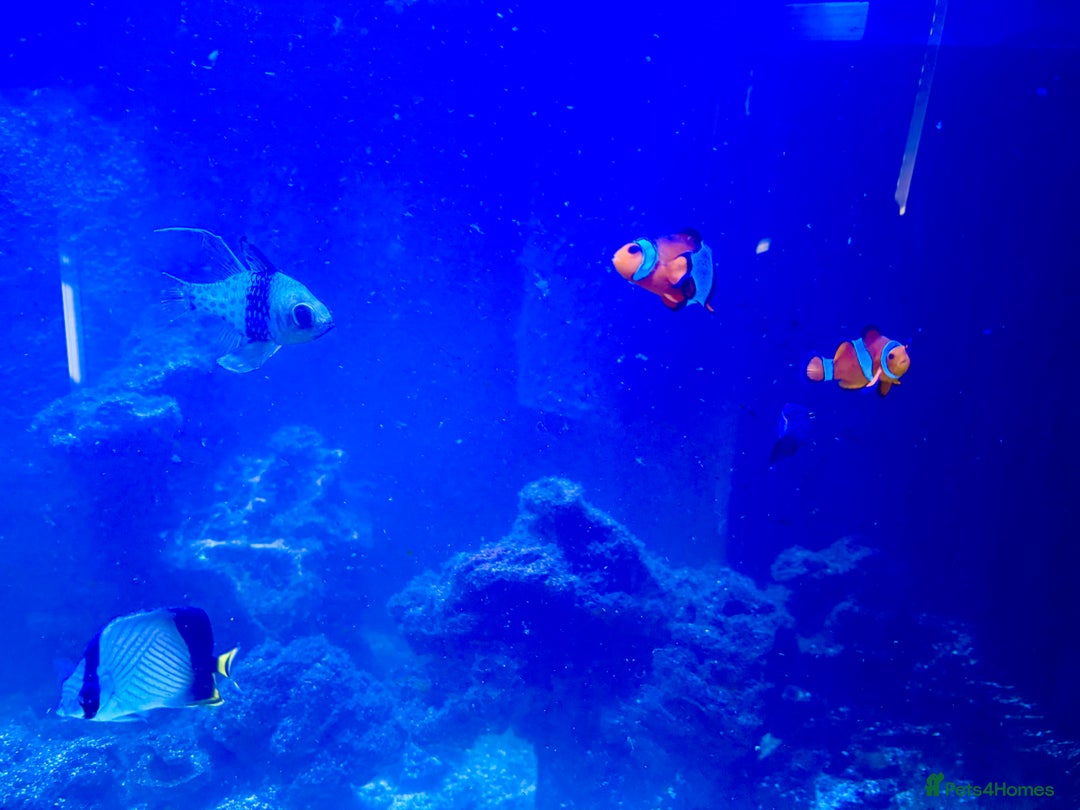 Butterfly Fish fish for sale: Marine fish for sale  - Image 2