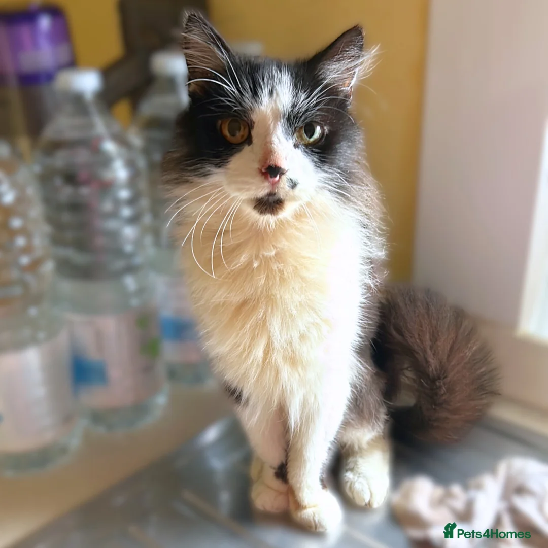 Mixed Breed cats for adoption: Gentle Floofy Boy - Advert 2