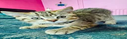 British Shorthair cats for sale: GCCF Registered British Shorthair Chocolate Tabby - Advert 6