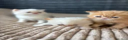 Exotic cats for sale: Stunning Exotic x Persian kittens - Advert 6