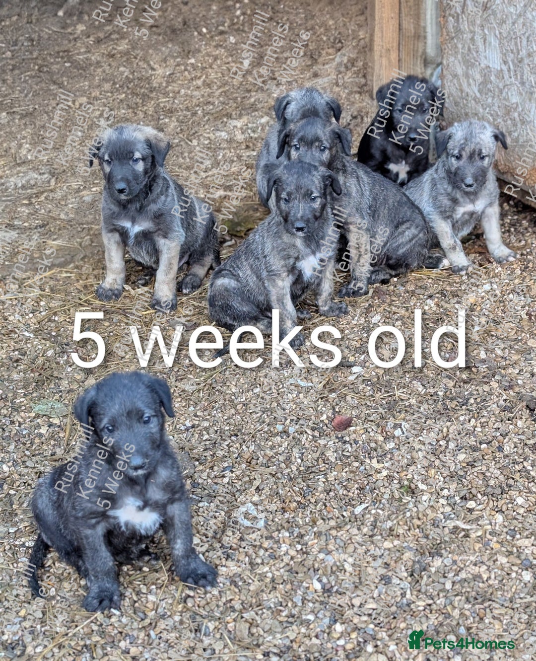 Irish Wolfhound dogs for sale: Wolfhound/Deerhound Pups - Advert 2