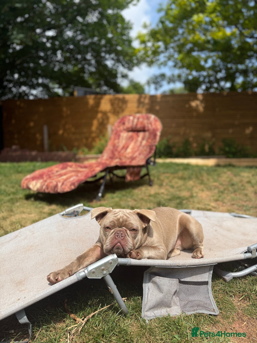 French Bulldog dogs for sale: Full Isabella loving French bulldog - Image 4