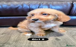 Cockapoo dogs for sale: Adorable Cockapoo pups 🦴🐾 - Image 29