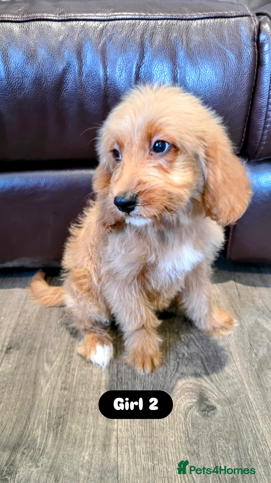 Cockapoo dogs for sale: Adorable Cockapoo pups 🦴🐾 - Image 29