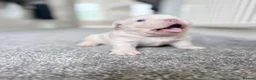 French Bulldog dogs for sale: RARE FLUFFY FRENCHIE PUPPIES!! - Advert 3