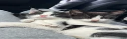 Domestic Shorthair cats for sale: 🐾Fluffy black and white kittens🐾 - Advert 11