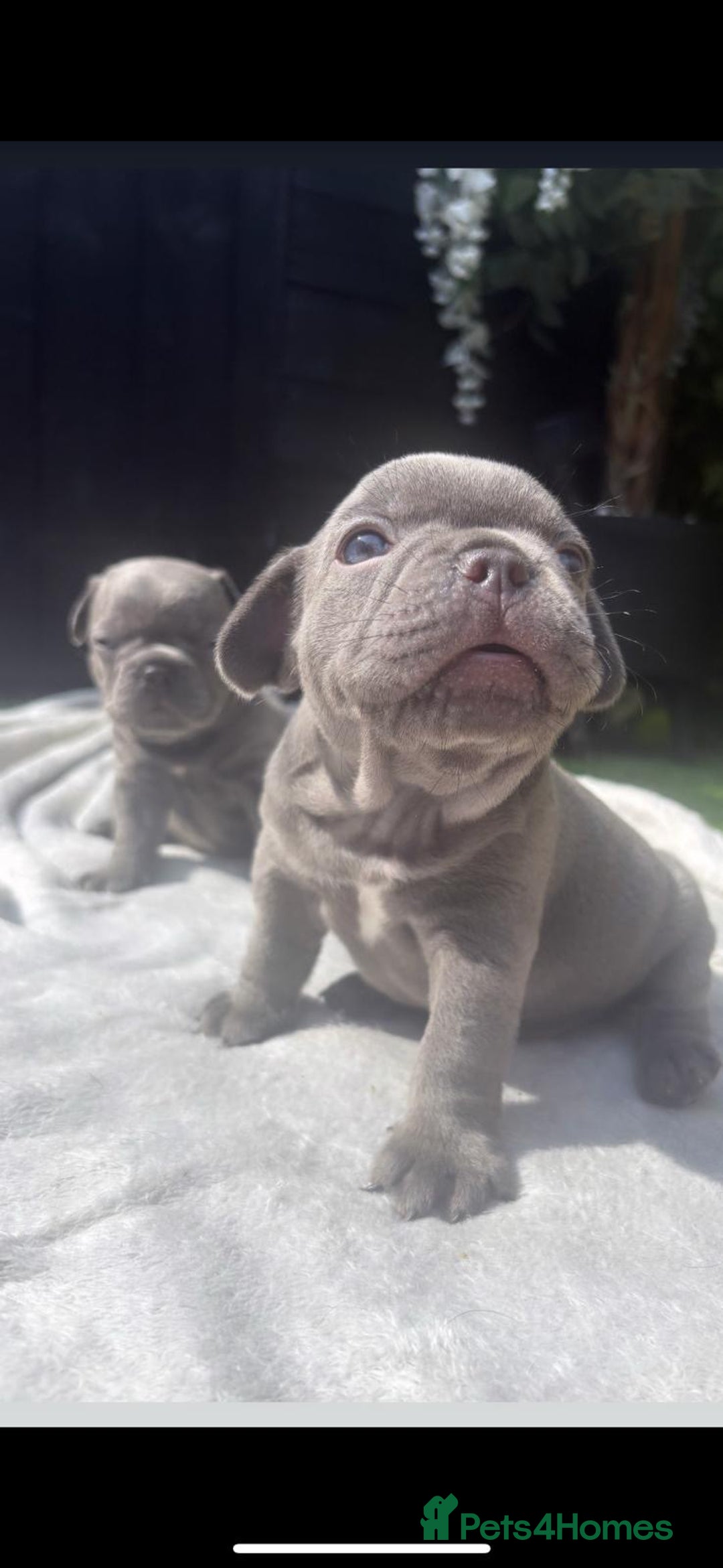 French Bulldog dogs for sale: 5 gorgeous fur babies 🩷 - Image 11