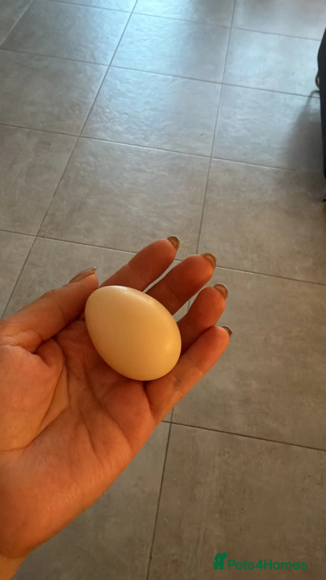 Chickens poultry for sale: 🥚 Fertile Silkie Eggs for Sale 🐔 in Upminster - Advert 1