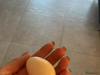 Chickens poultry 🥚 Fertile Silkie Eggs for Sale 🐔 - Advert 16