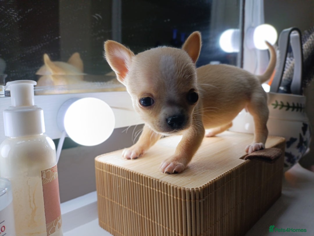 Chihuahua dogs for sale: 1 boys 3 girl pedigree chihuahua - Advert 18