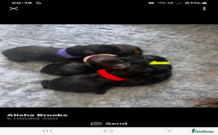 Mixed Breed dogs - Advert 1