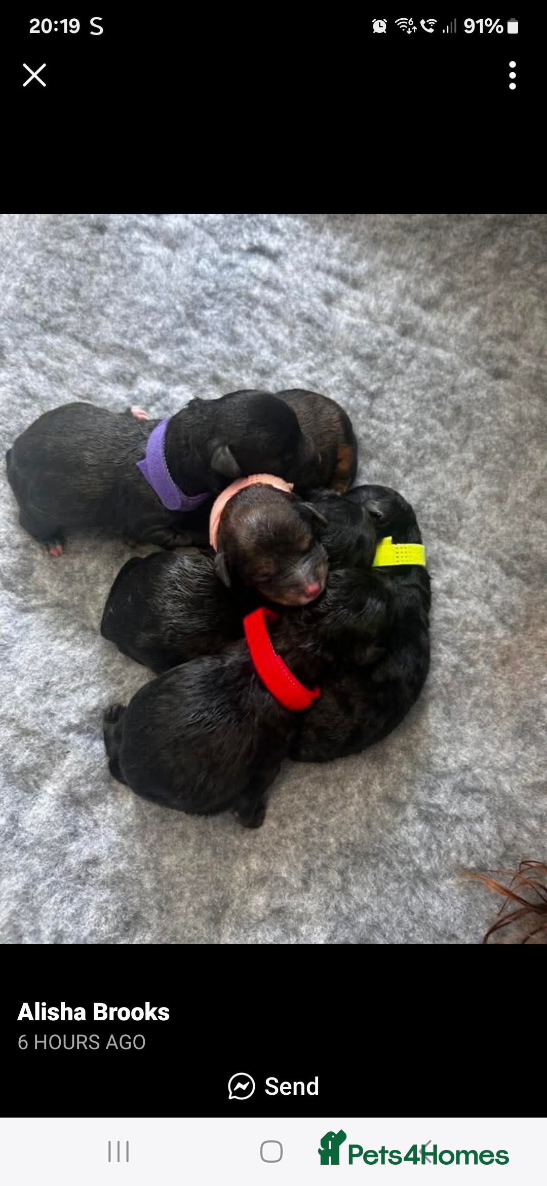 Mixed Breed dogs for sale: Cavapoochon puppies  - Image 1