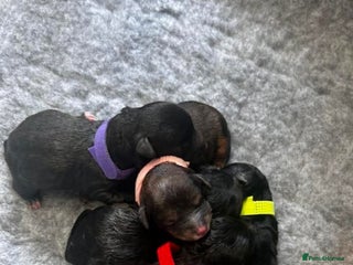 Mixed Breed dogs - Advert 11
