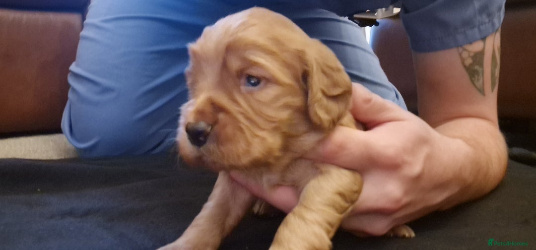Cocker Spaniel dogs for sale: Cocker spaniel puppies - Image 23