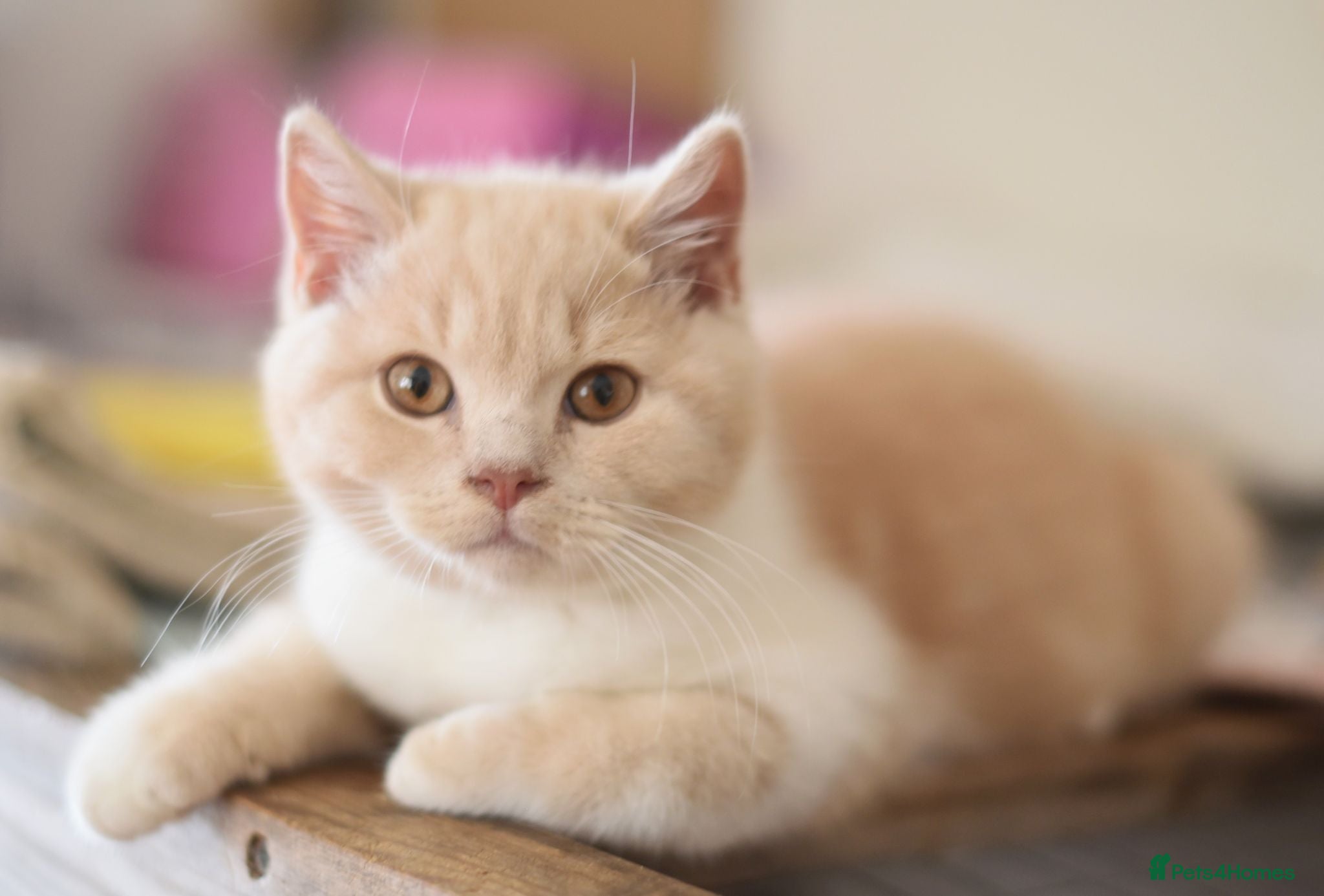 British Shorthair cats GCCf reg. Gorgeous British shorthair kittens  - Advert 1