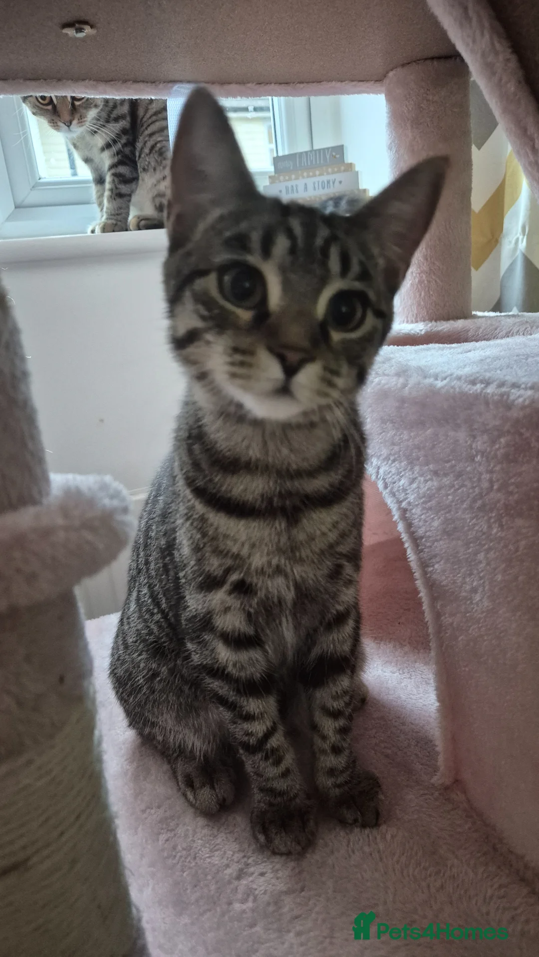 Mixed Breed cats for sale: Willow and misty  - Advert 2