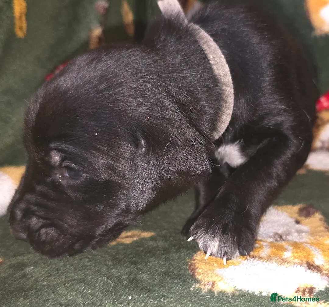 Mixed Breed dogs for sale: Dalmatian x Labrador puppies in Grimsby - Advert 35