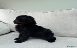 Mixed Breed dogs for sale: 🐾 🧸 *Ready Saturday* Beautiful Doodles 💕🐾 - Image 10
