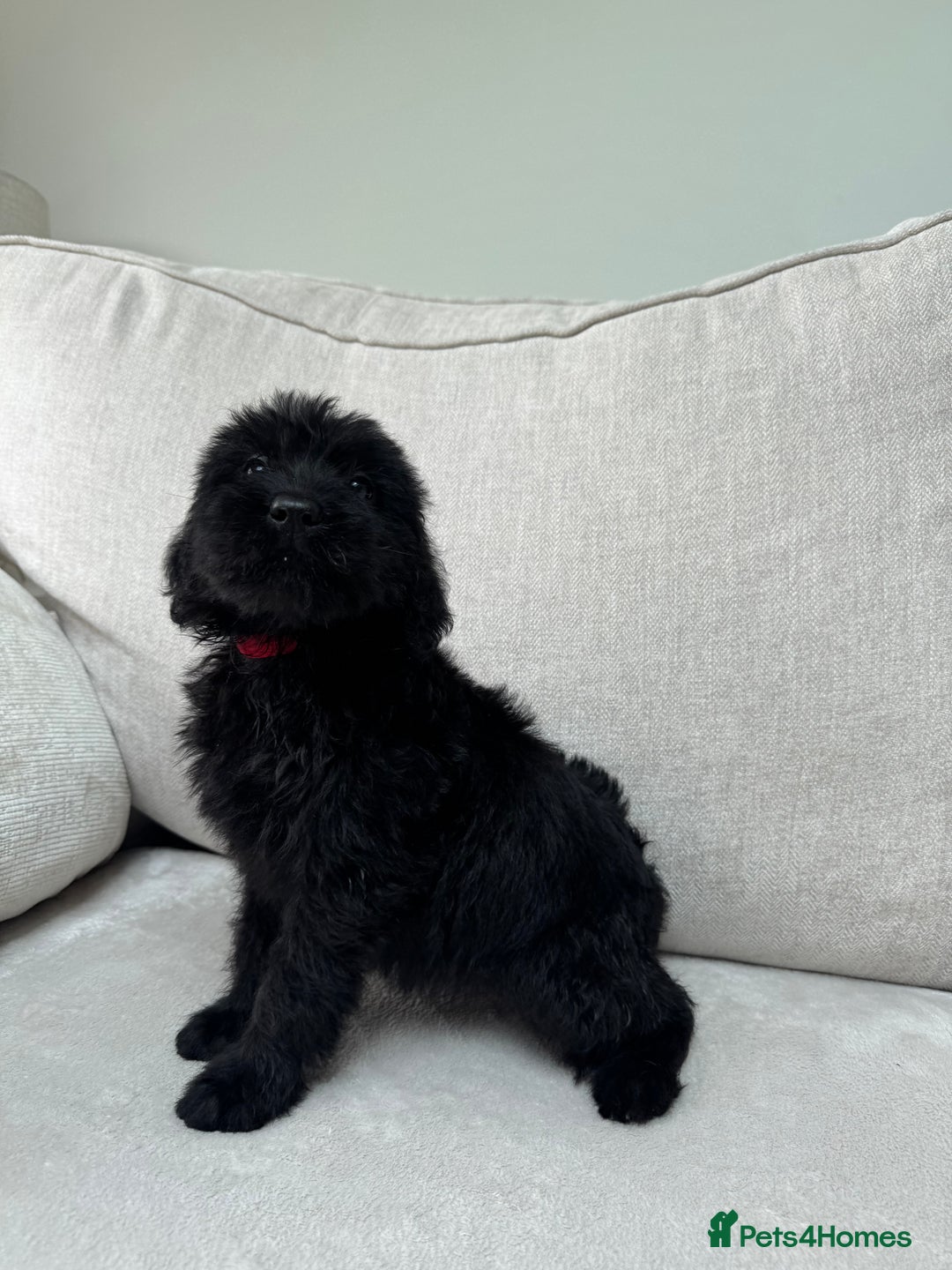 Mixed Breed dogs for sale: 🐾 🧸 *Ready Saturday* Beautiful Doodles 💕🐾 - Image 10