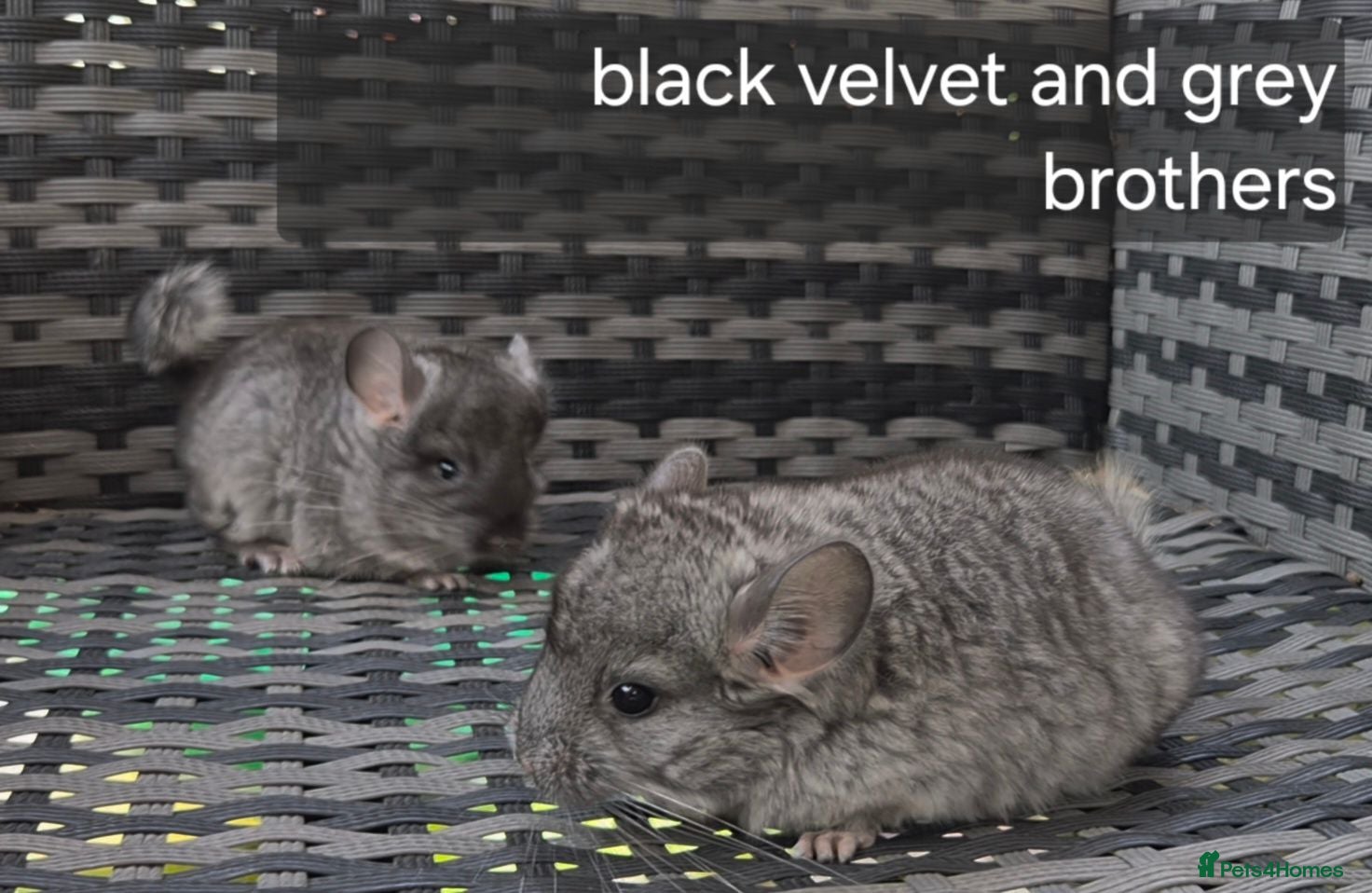 Chinchilla rodents Beautiful chinchillas - various colours - Advert 1